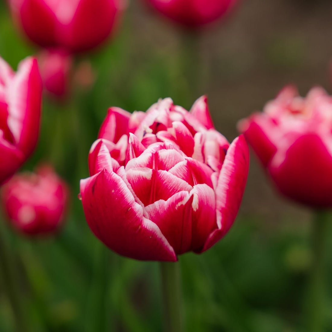 Tulipe 'Columbus'