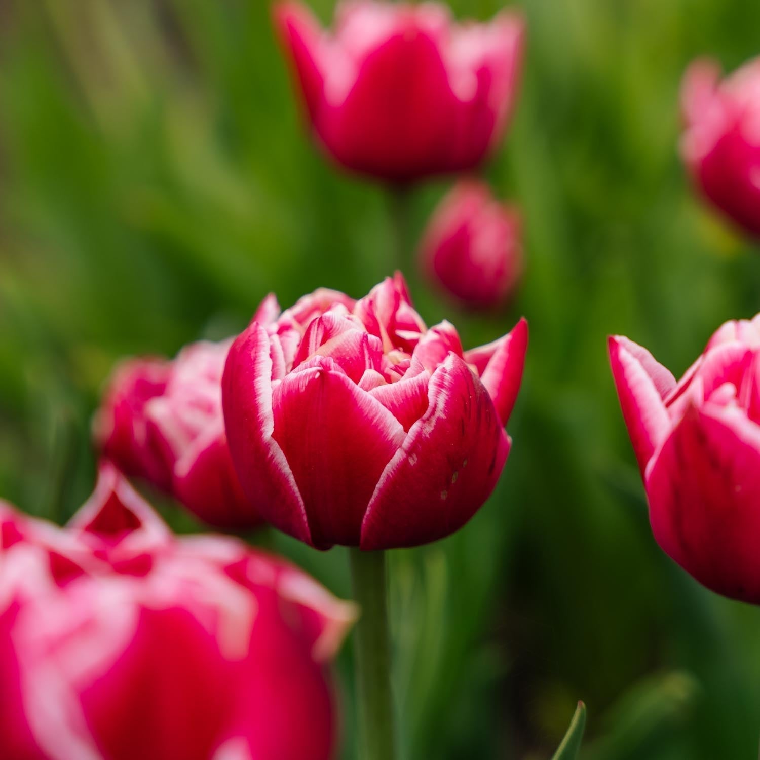 Tulipe 'Columbus'