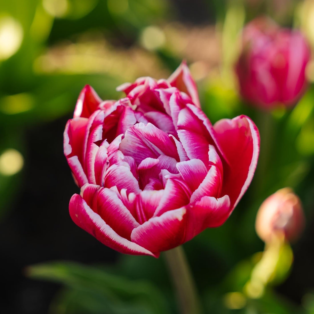 Tulipe 'Columbus'