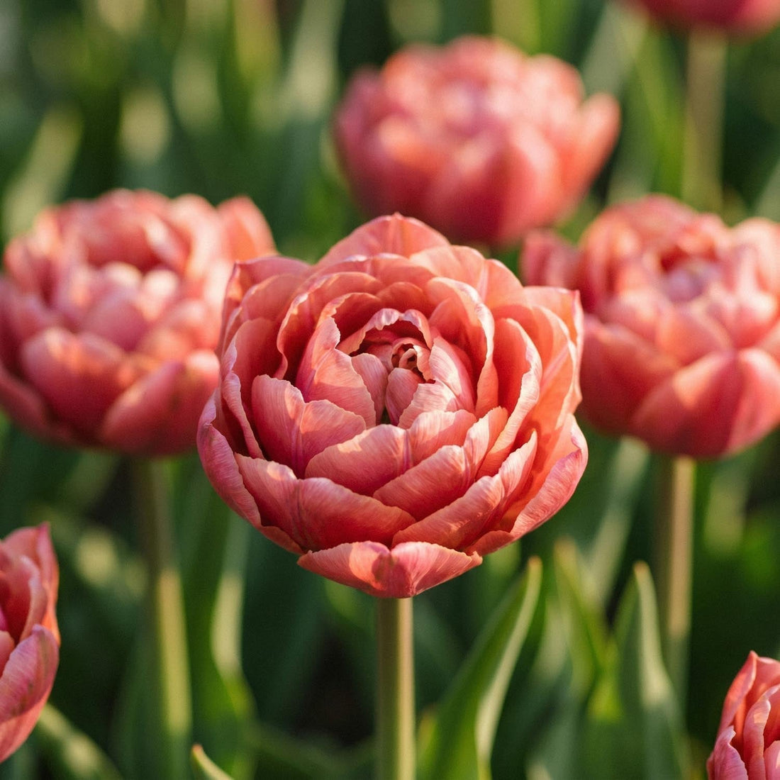 Tulipe 'Copper Image'