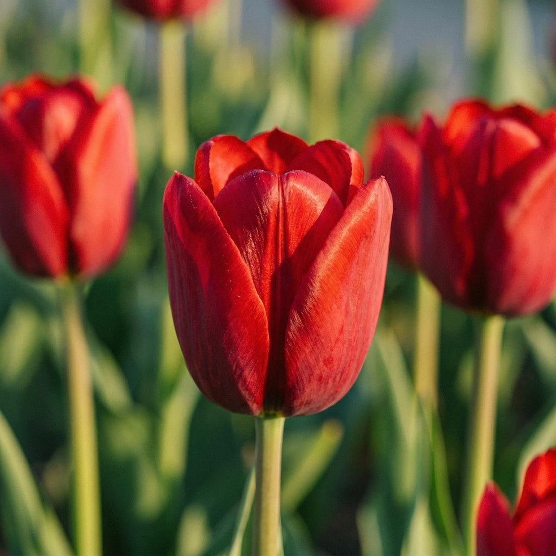 Tulipe 'Couleur Cardinal'