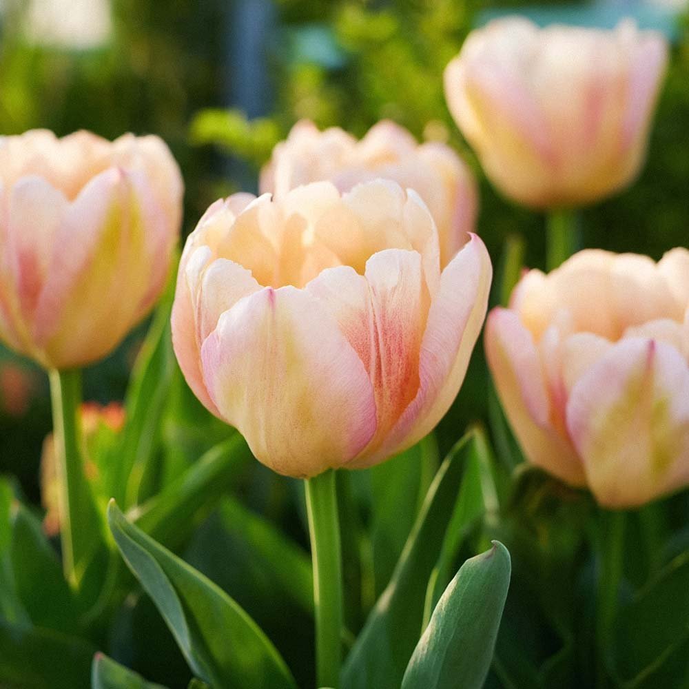 Tulipe 'Creme Upstar'