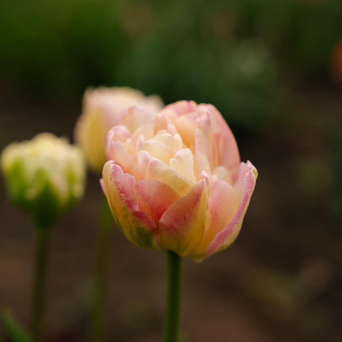 Tulipe 'Creme Upstar'