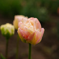 Tulipe 'Creme Upstar'