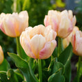 Tulipe 'Creme Upstar'