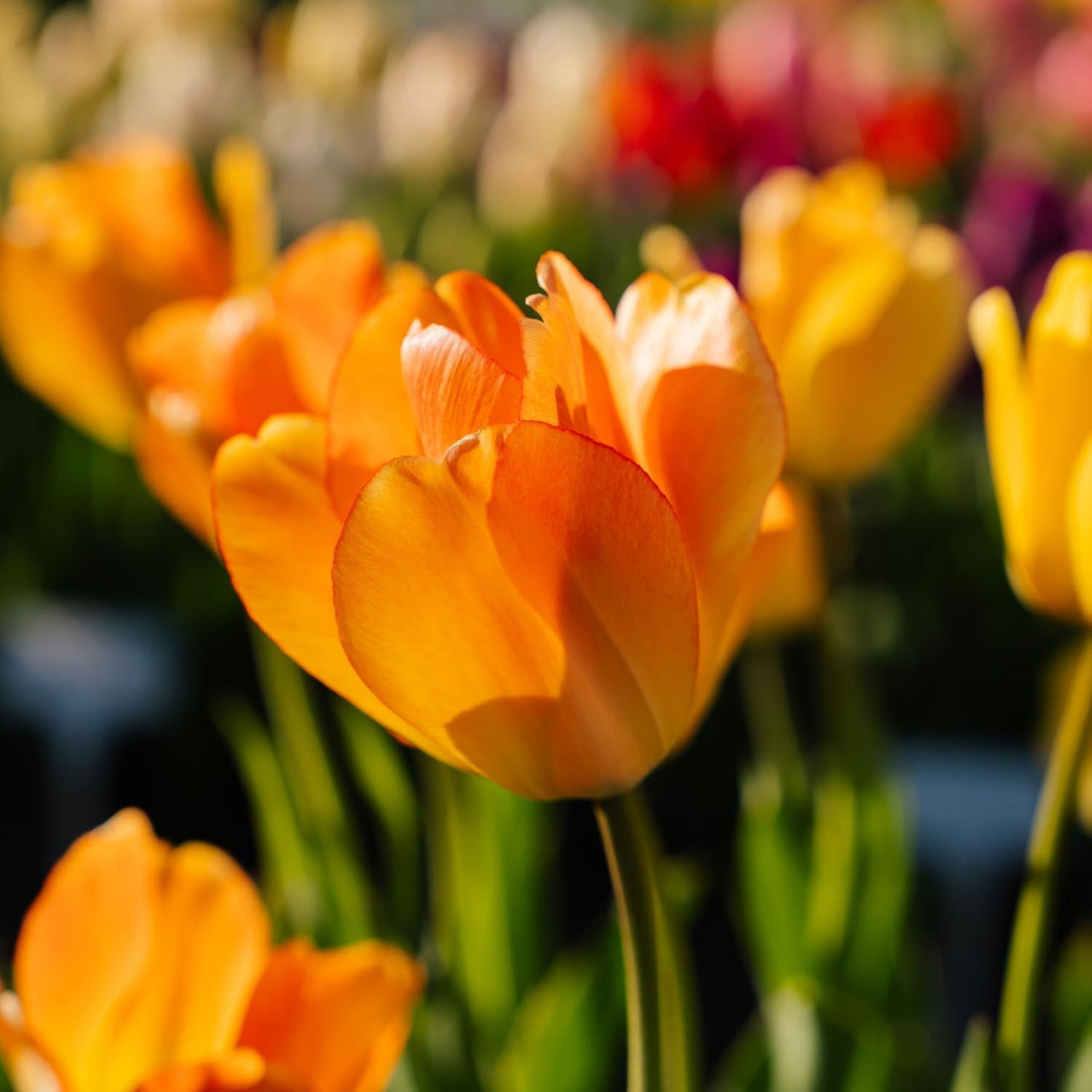 Tulipe 'Daydream'