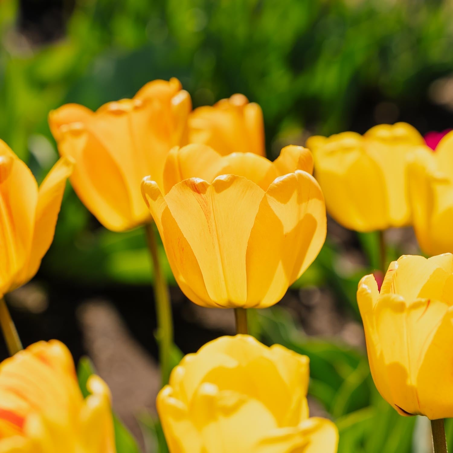 Tulipe 'Daydream'