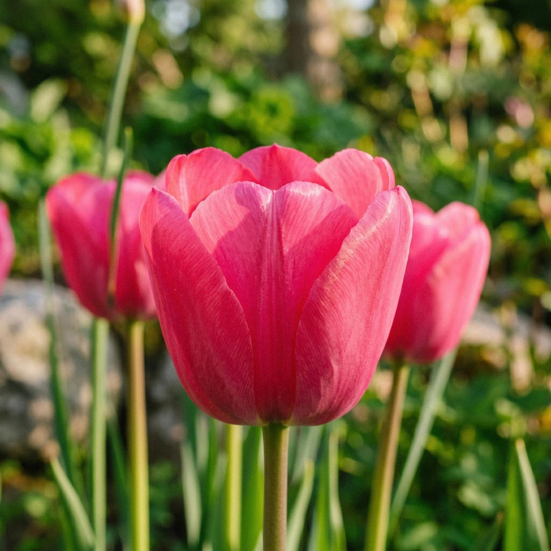 Tulipe 'Design Impression'
