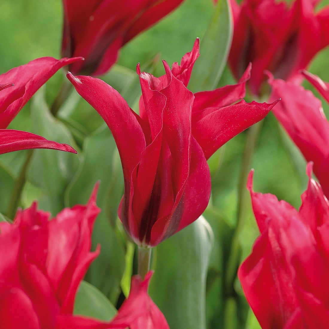 Tulipe 'Dolls Minuet'