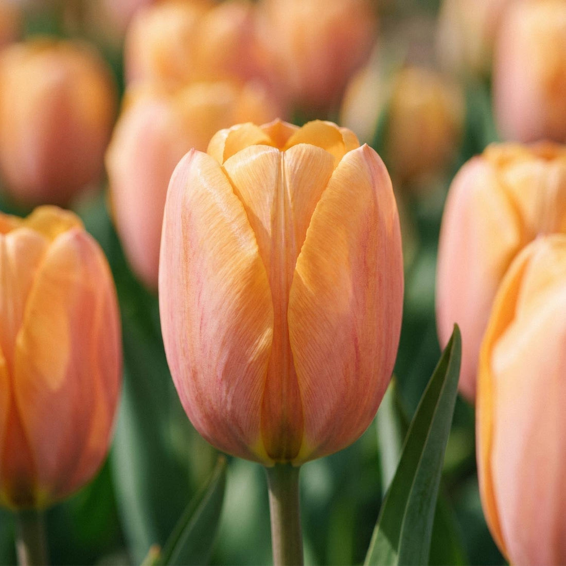 Tulipe 'Dordogne'