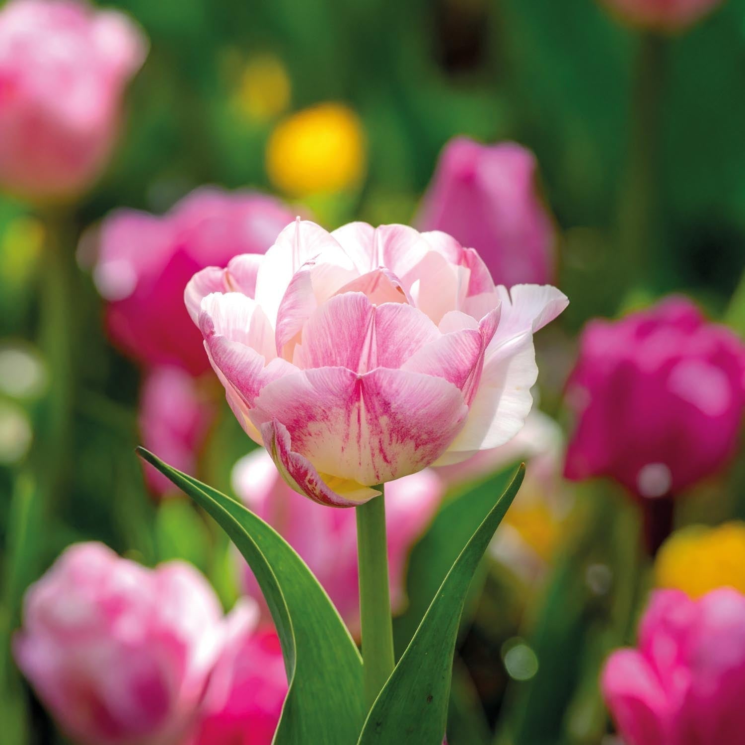 Tulipe 'Double Shake'