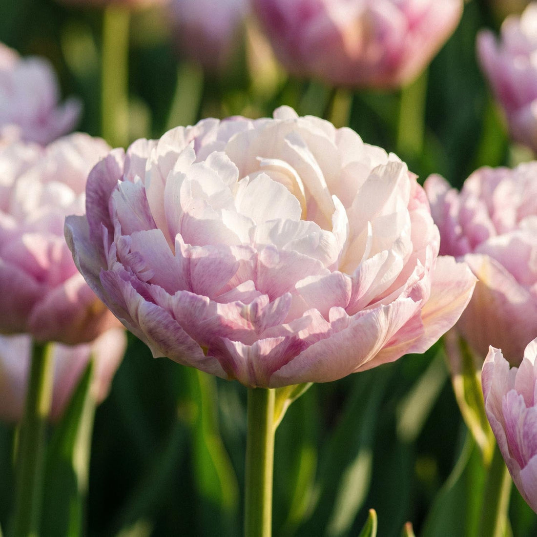 Tulipe 'Double Surprise'