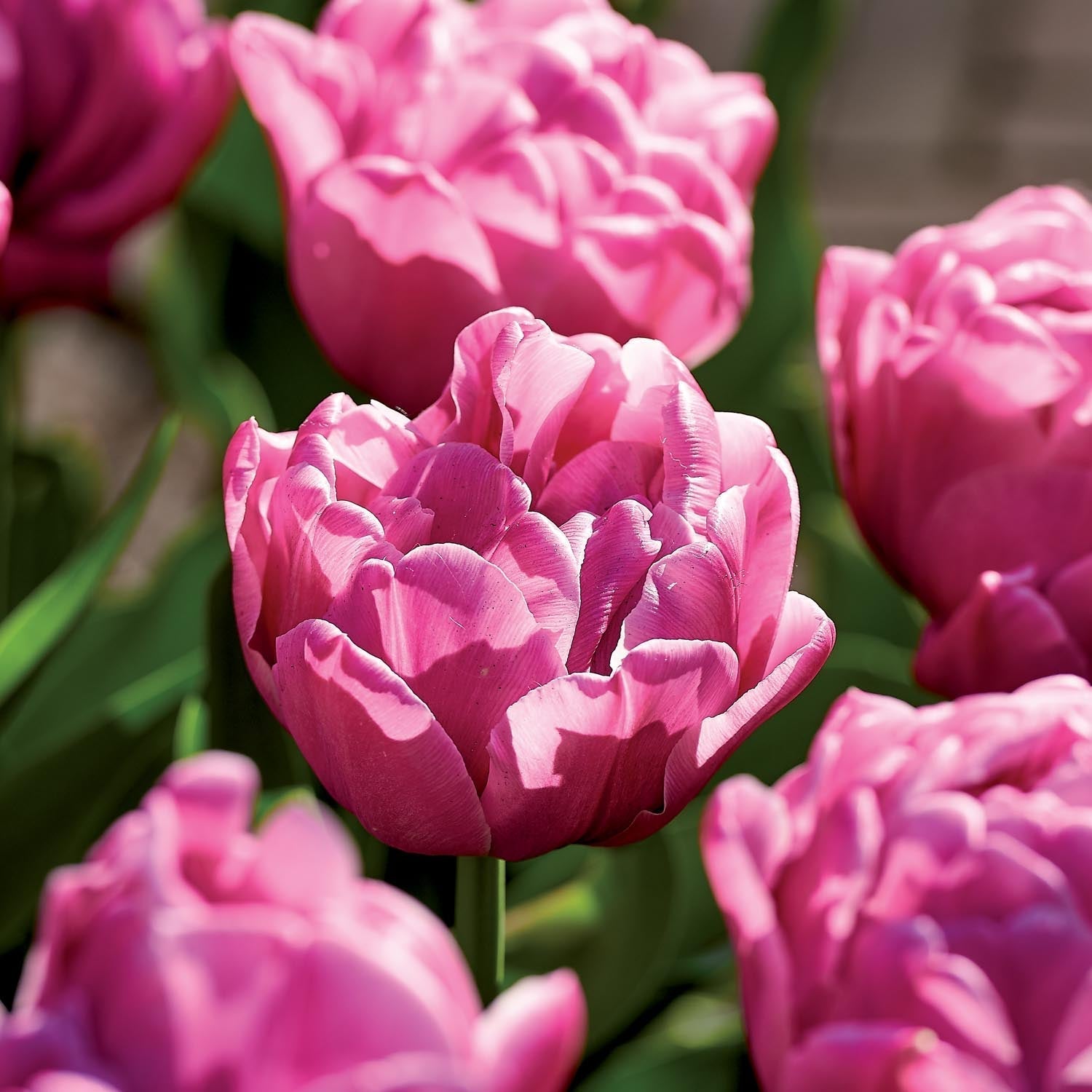 Tulipe 'Double You'