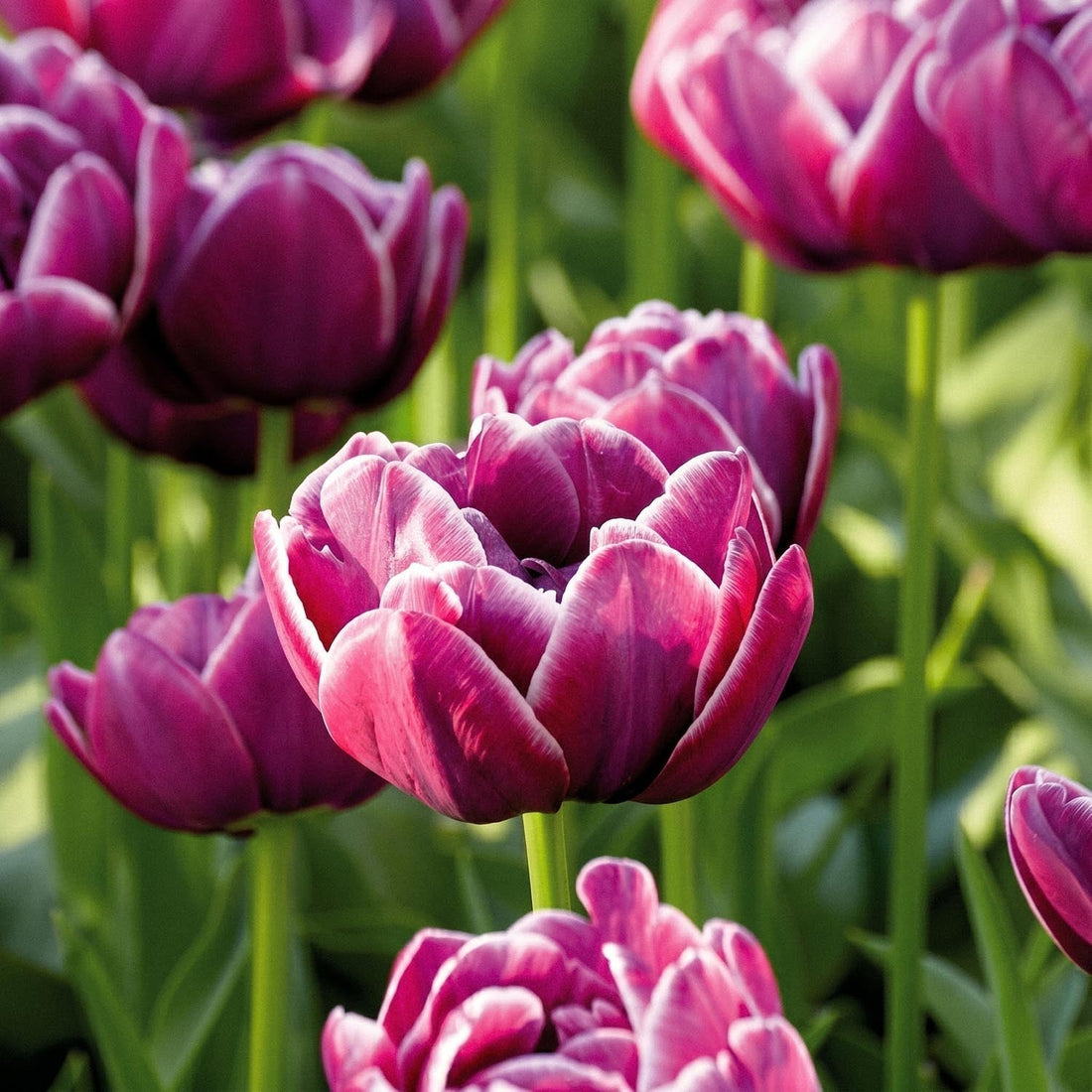 Tulipe 'Dream Touch'