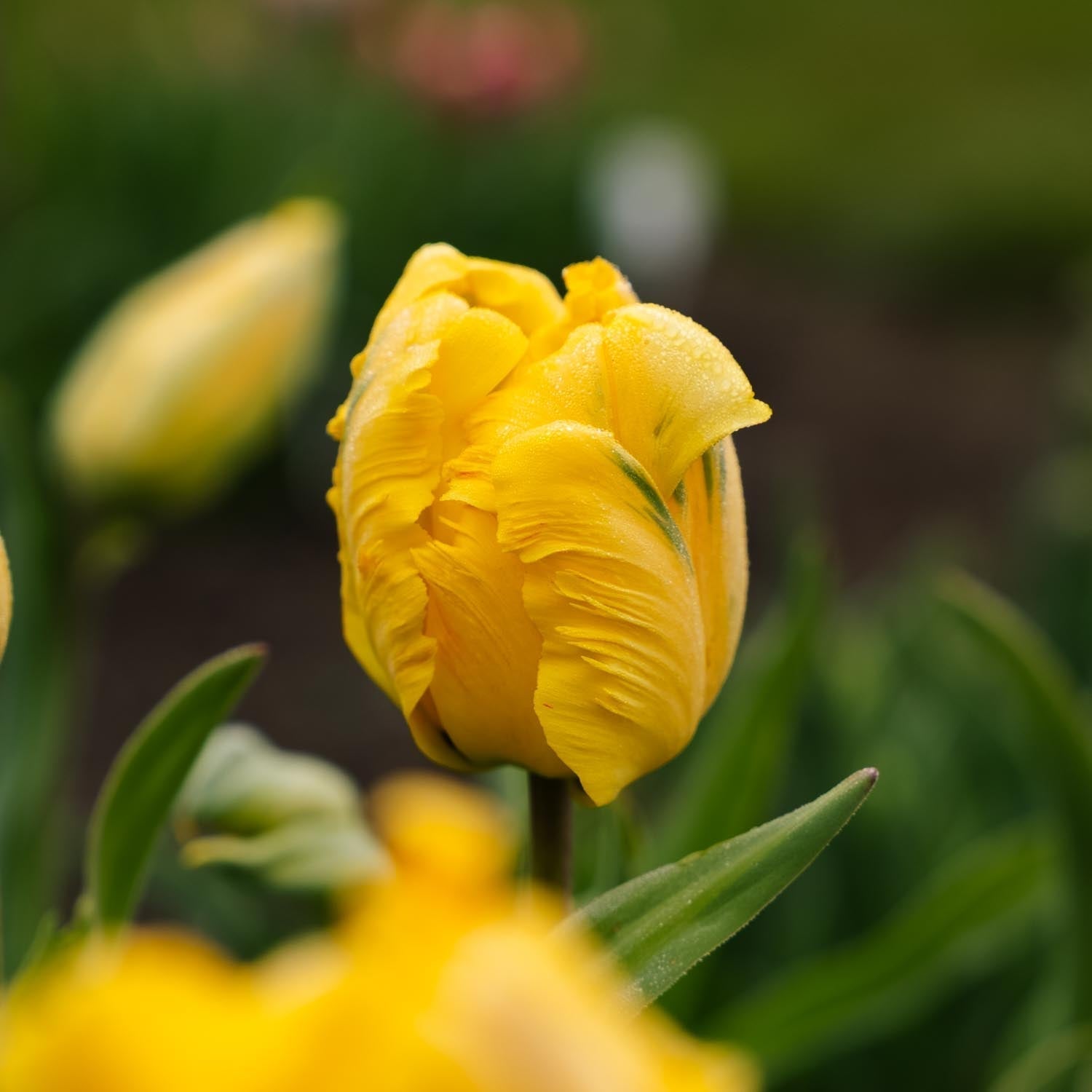 Tulipe 'Eagle Wings'