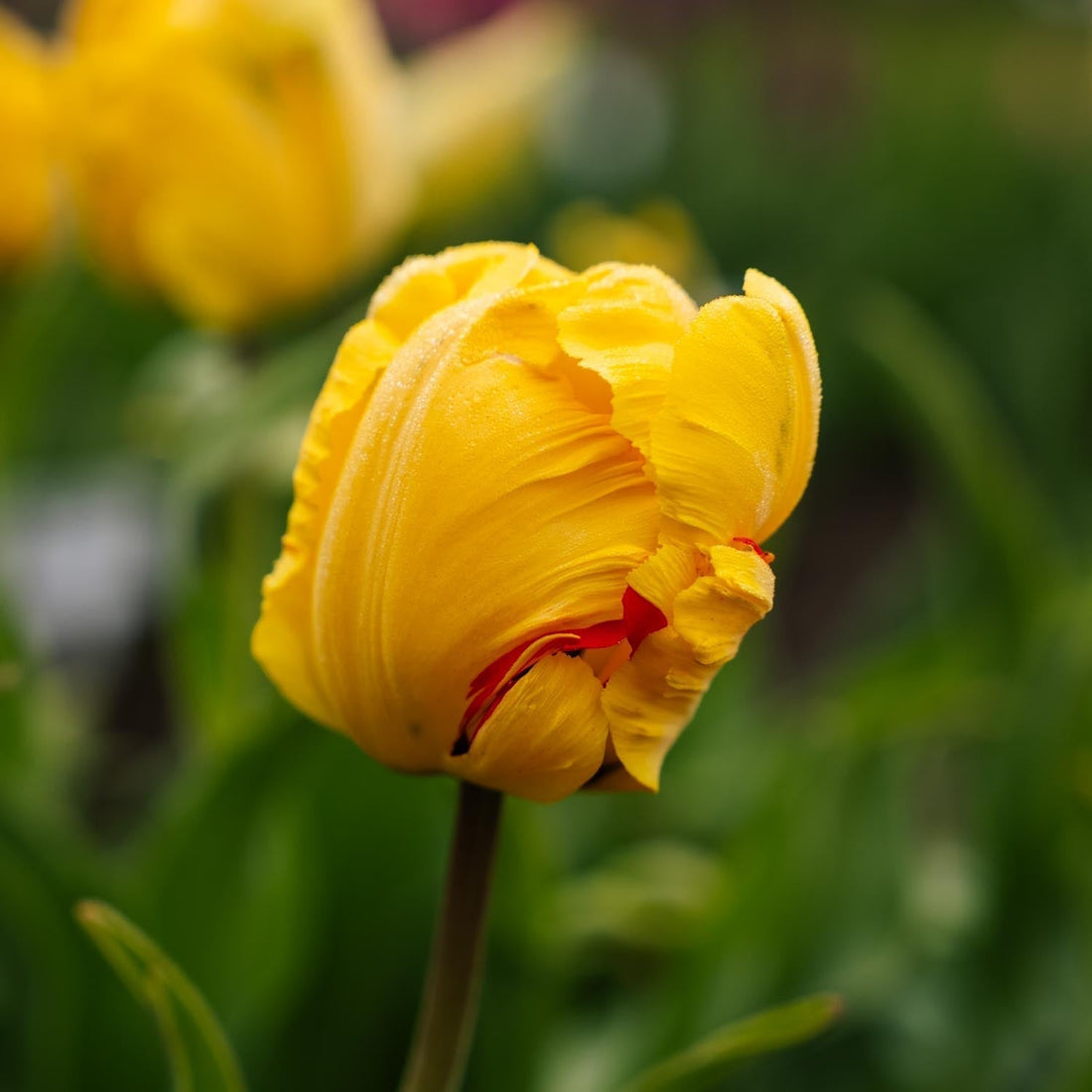 Tulipe 'Eagle Wings'