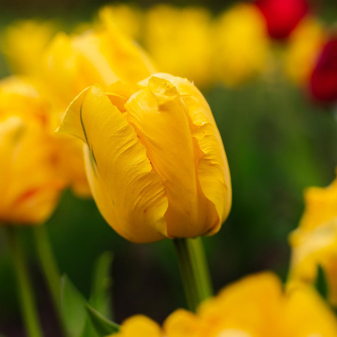Tulipe 'Eagle Wings'