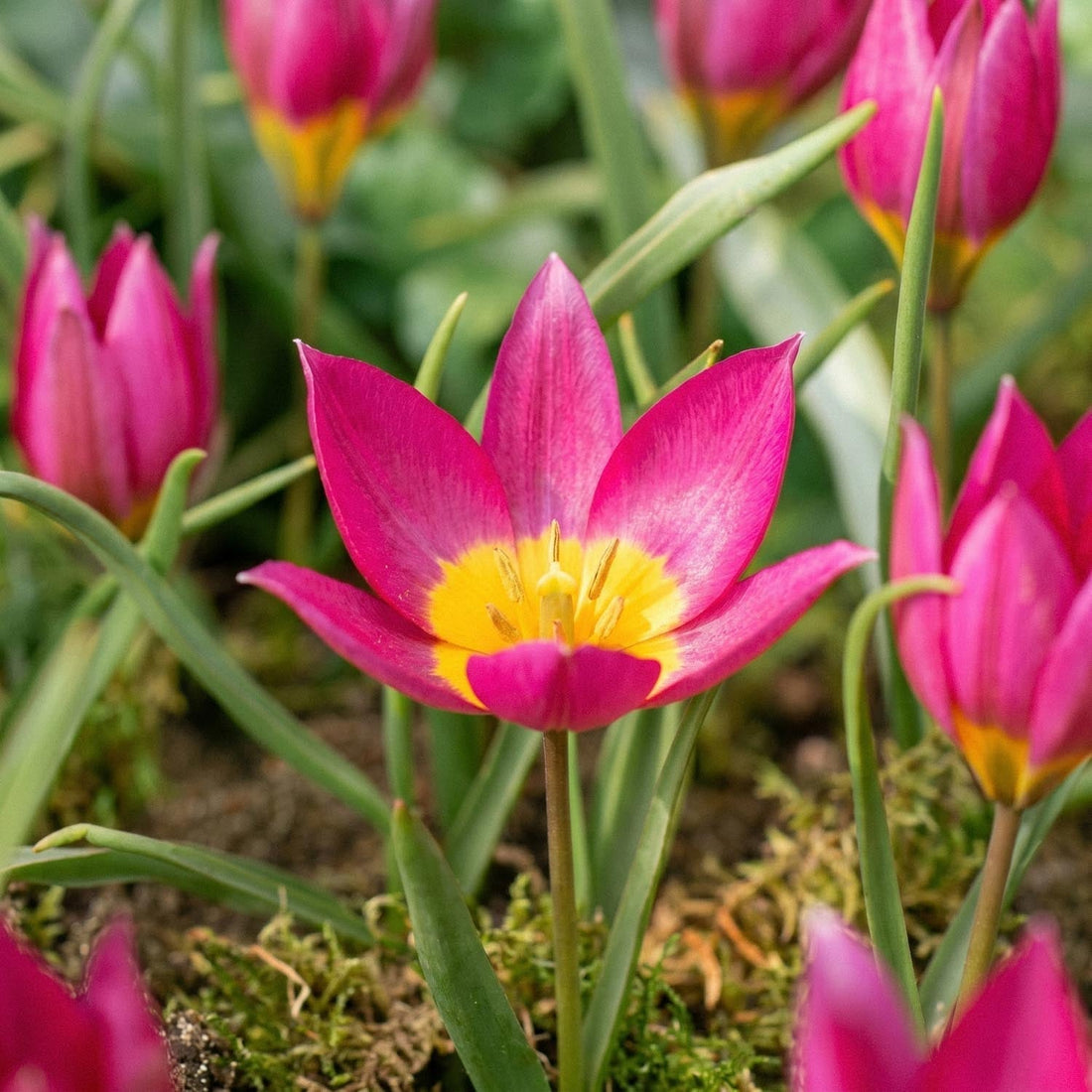 Tulipe 'Eastern Star'