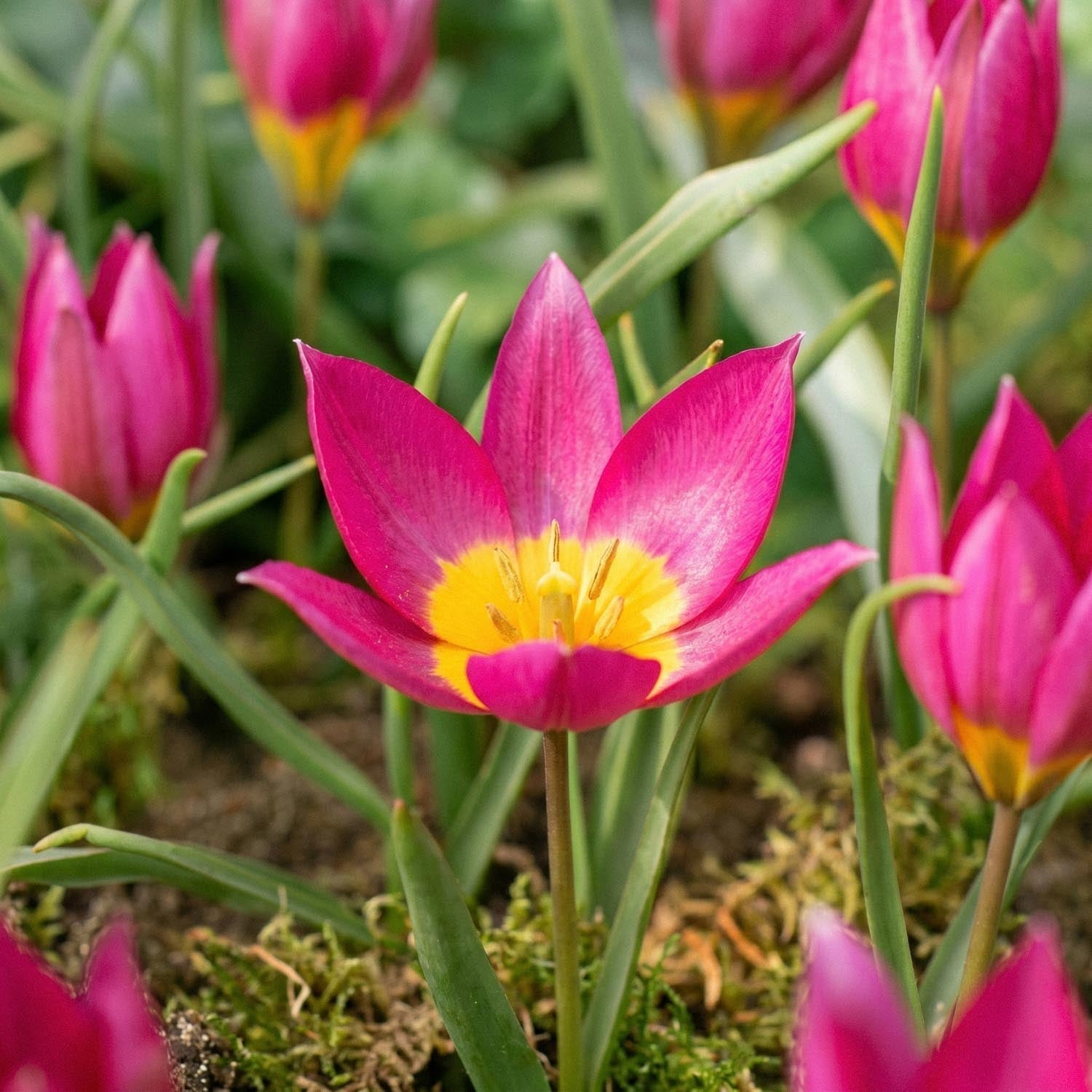 Tulipe 'Eastern Star'