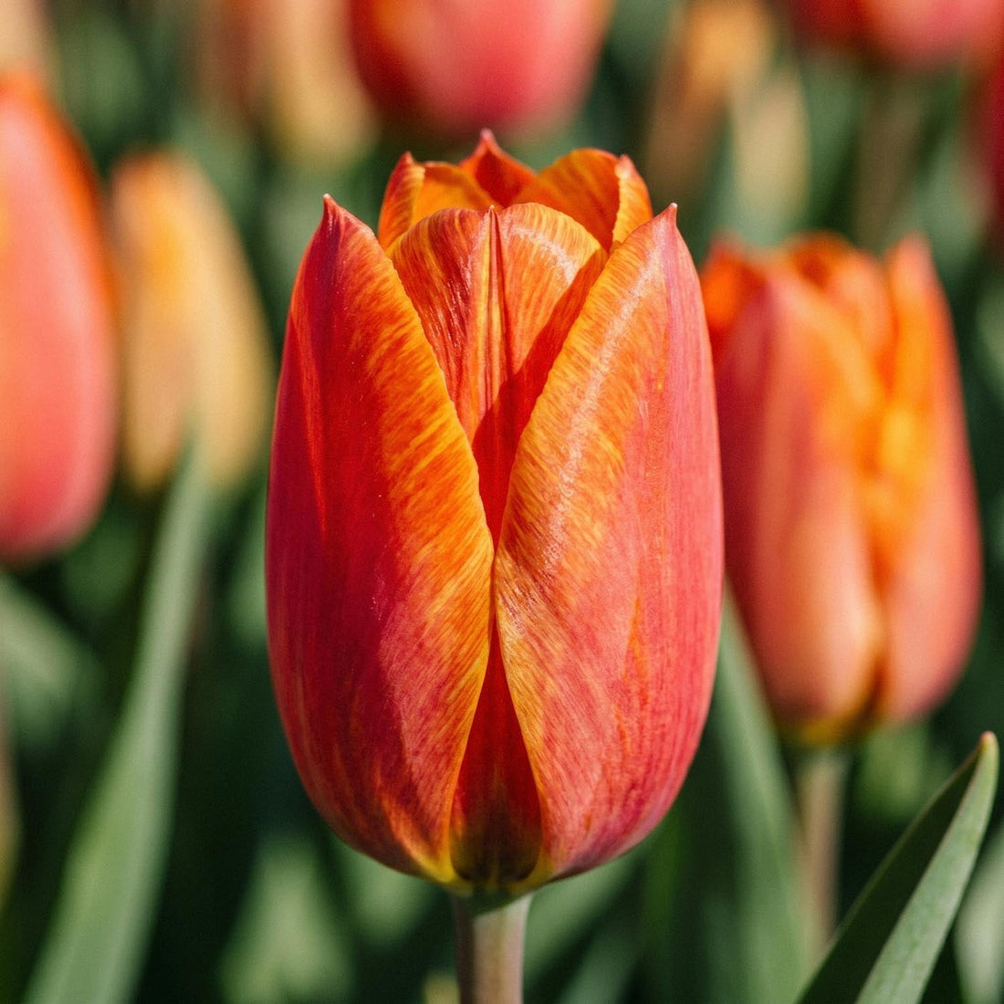 Tulipe 'El Nino'