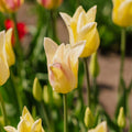 Tulipe 'Elegant Lady'