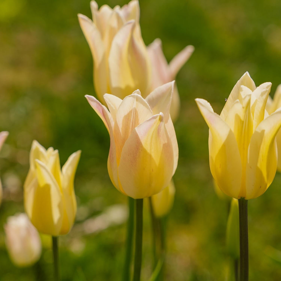 Tulipe 'Elegant Lady'