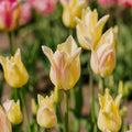 Tulipe 'Elegant Lady'