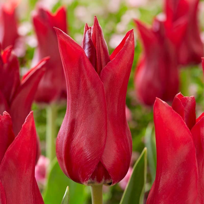 Tulipe 'Elegant Madame'
