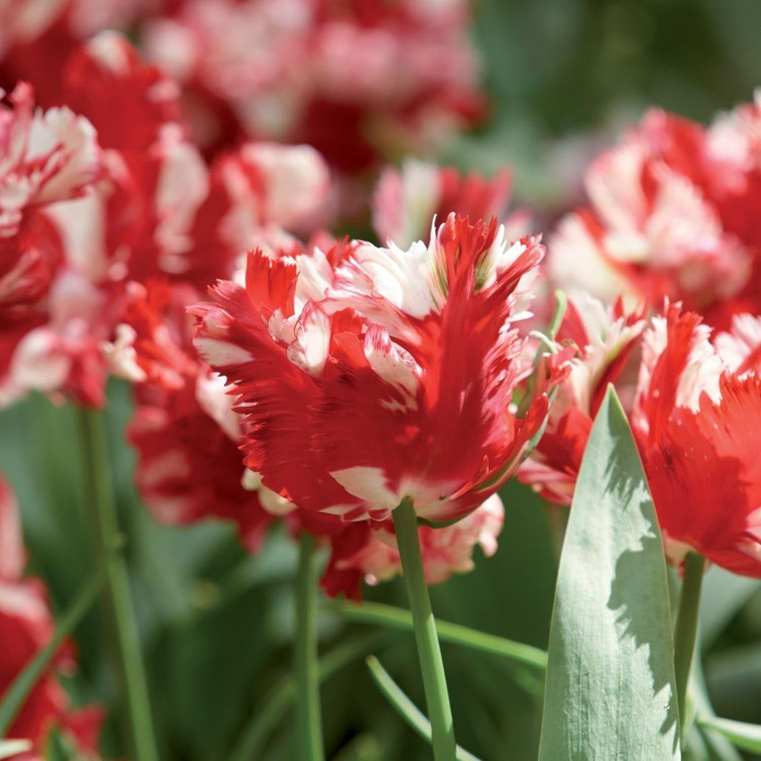Tulipe 'Estella Rijnveld'
