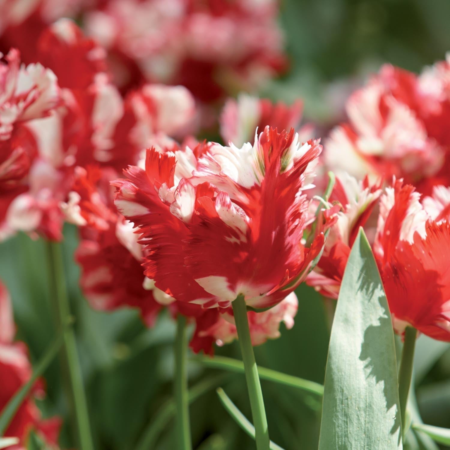 Tulipe 'Estella Rijnveld'