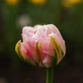 Tulipe 'Finola'