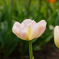 Tulipe 'Finola'