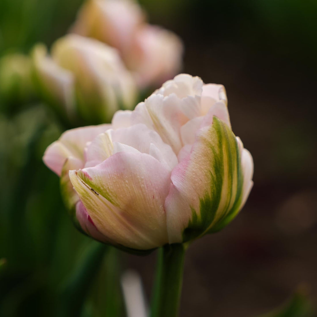Tulipe 'Finola'