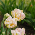 Tulipe 'Finola'