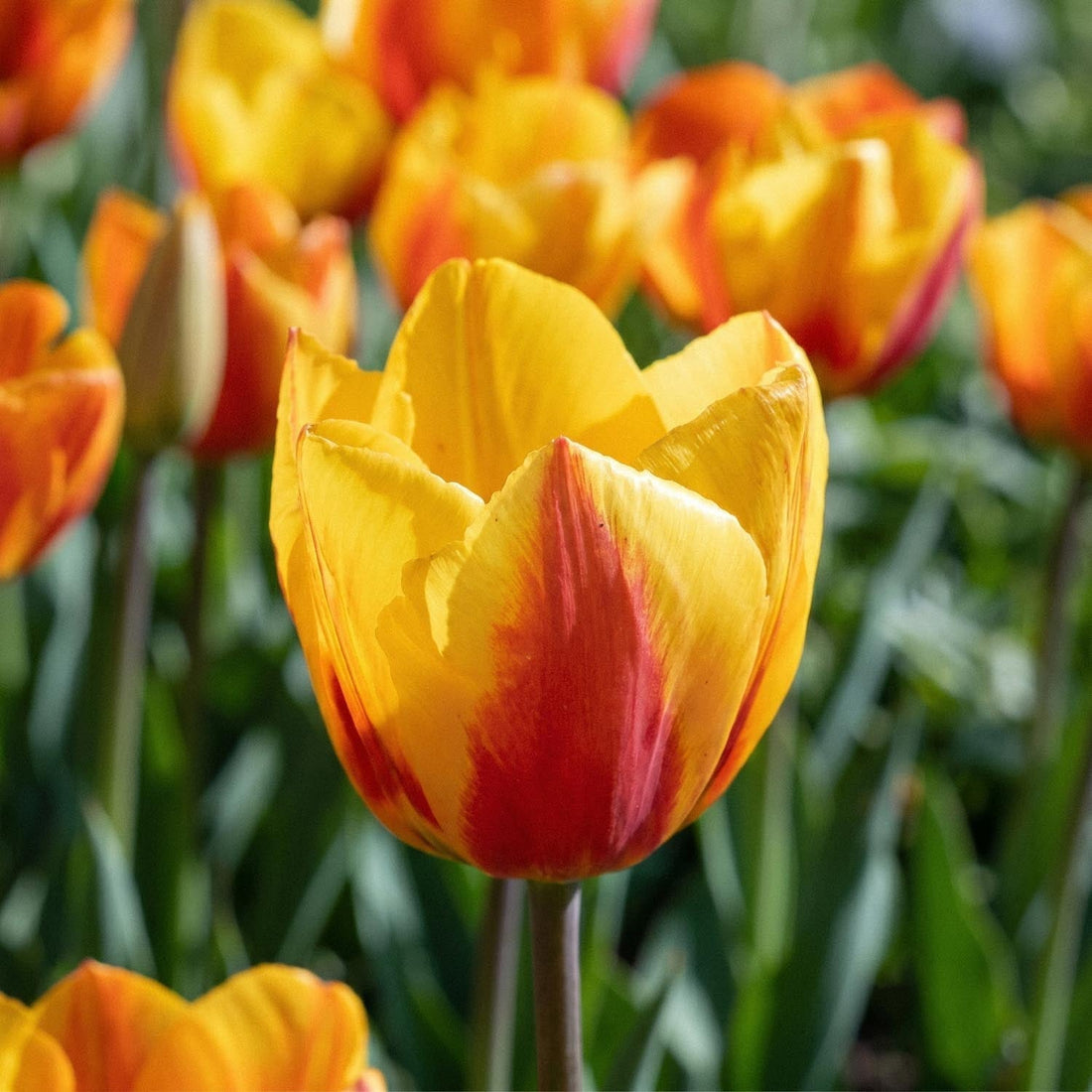 Tulipe 'Flair'