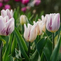 Tulipe 'Flaming Flag'
