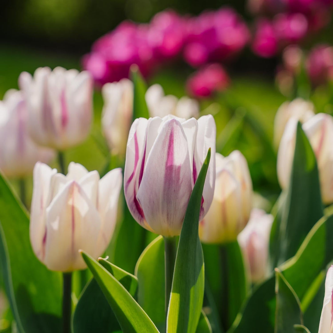 Tulipe 'Flaming Flag'