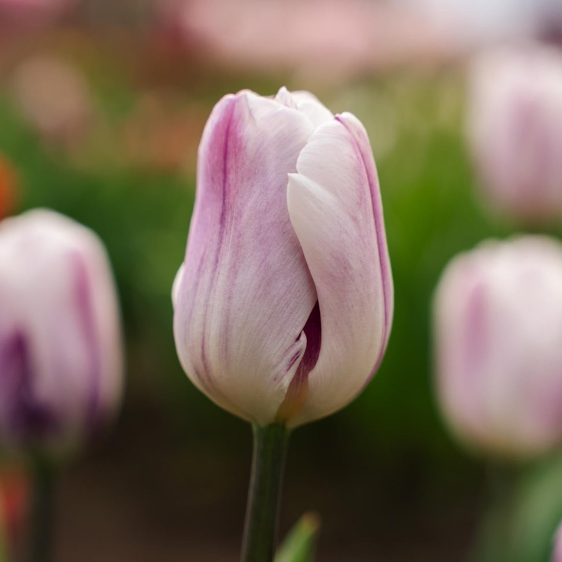Tulipe 'Flaming Flag'