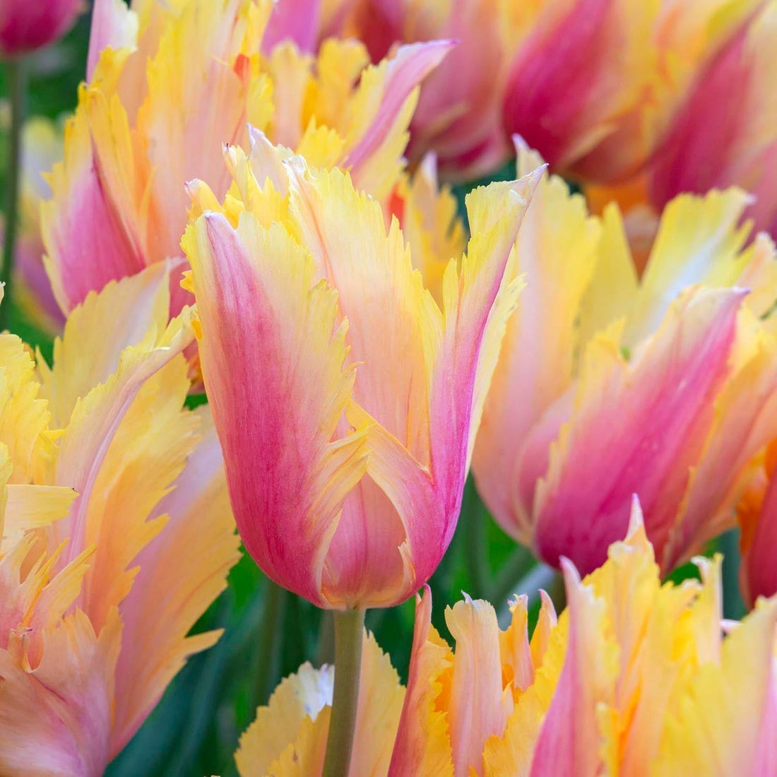 Tulipe 'Flaming Memory'