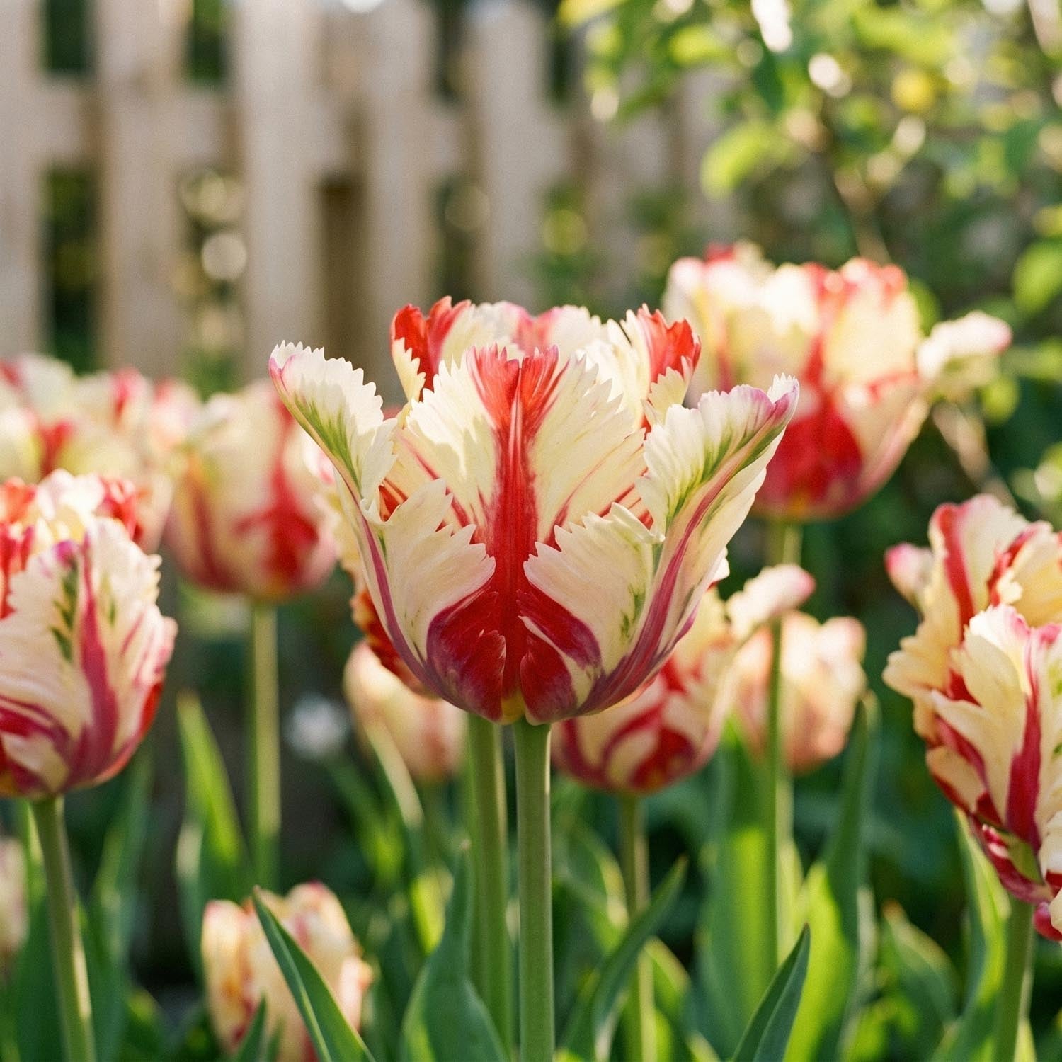 Tulipe 'Flaming Parrot'