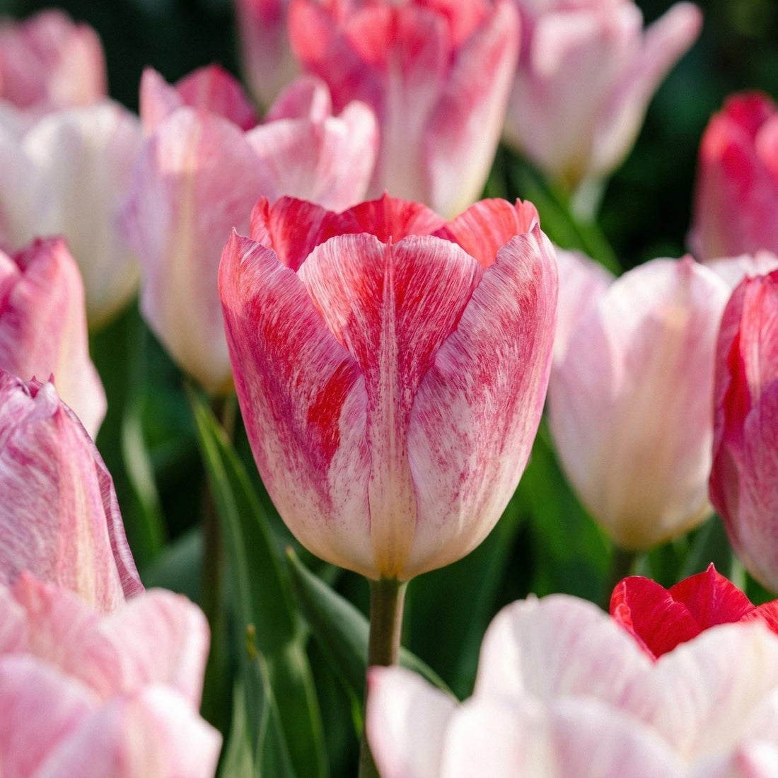 Tulipe 'Flaming Purissima'