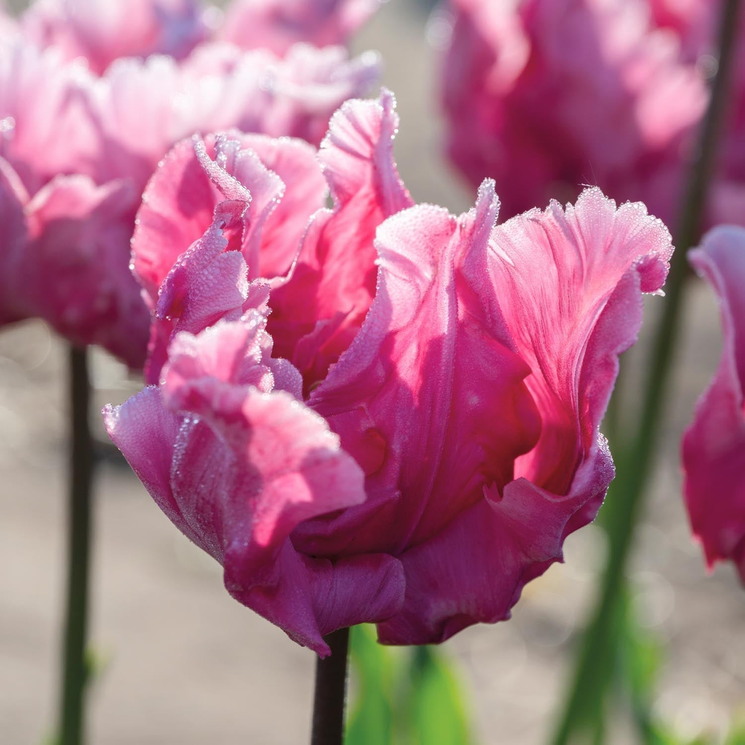 Tulipe 'Flamingo Queen'