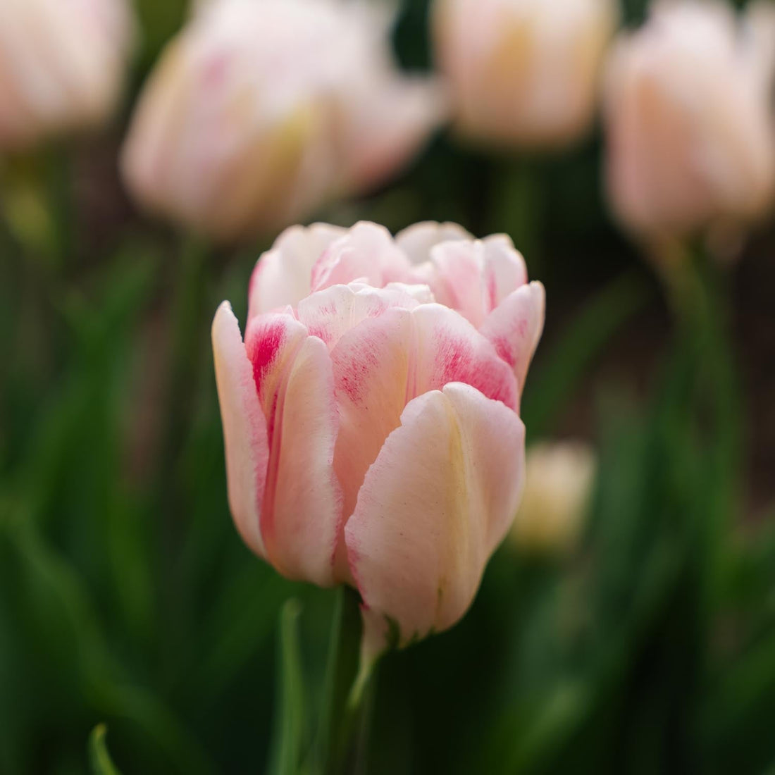 Tulipe 'Foxtrot'