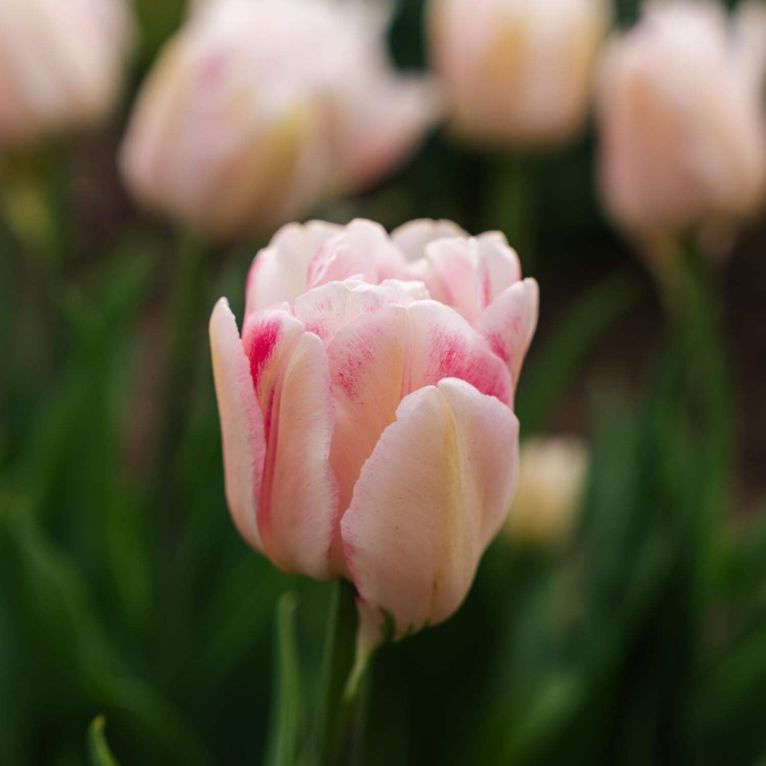 Tulipe 'Foxtrot'