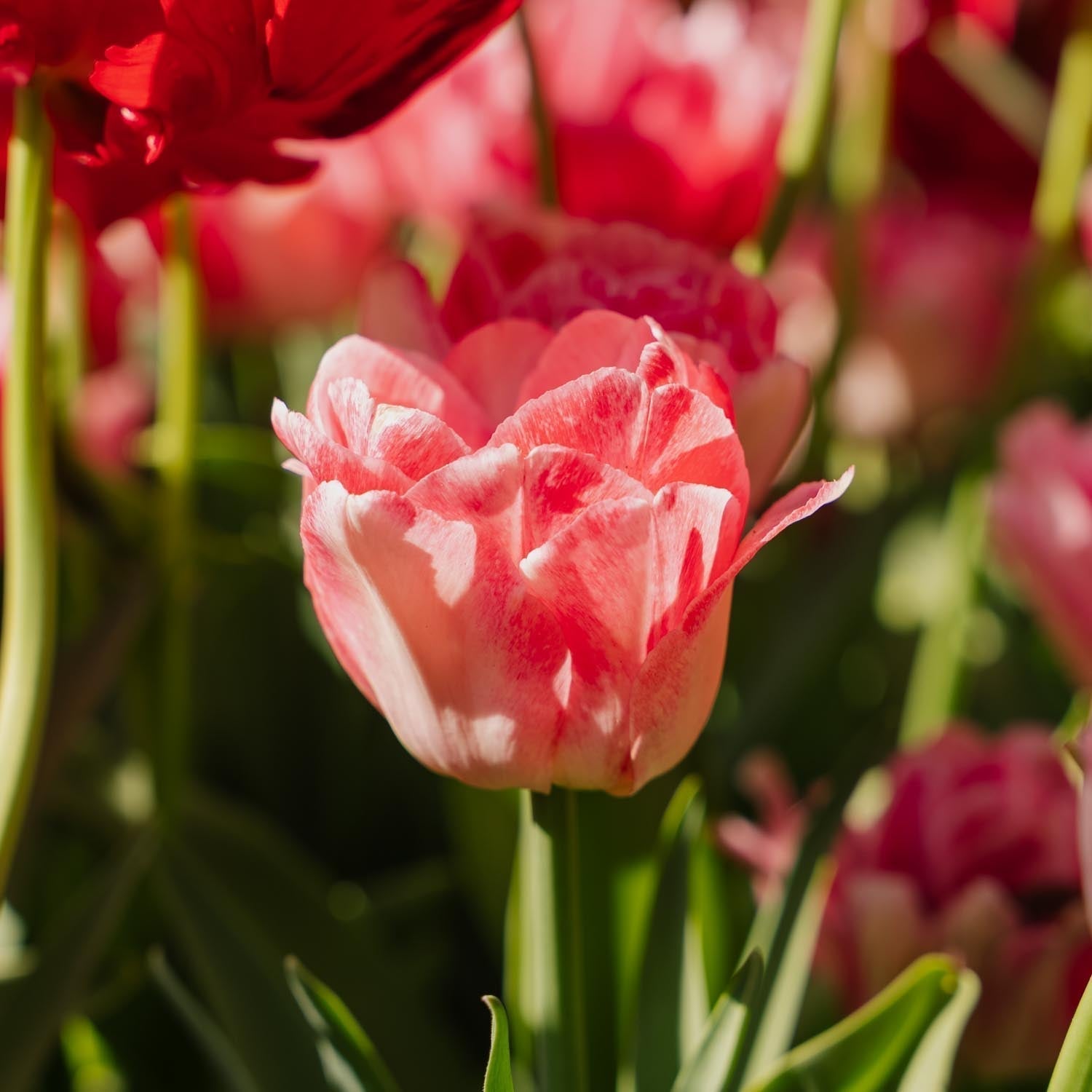 Tulipe 'Foxtrot'