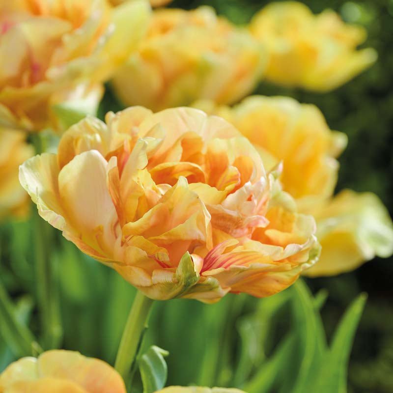 Tulipe 'Foxy Foxtrot'