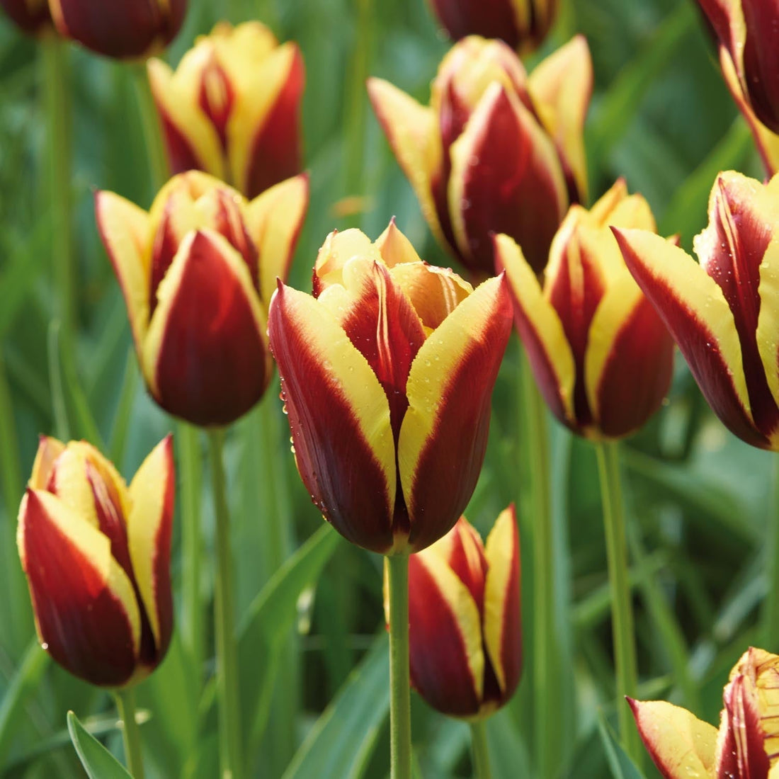 Tulipe 'Gavota'