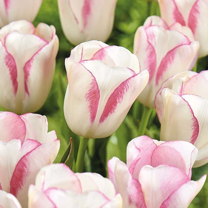 Tulipe 'Graceland'