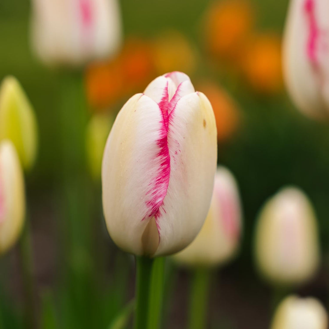 Tulipe 'Graceland'