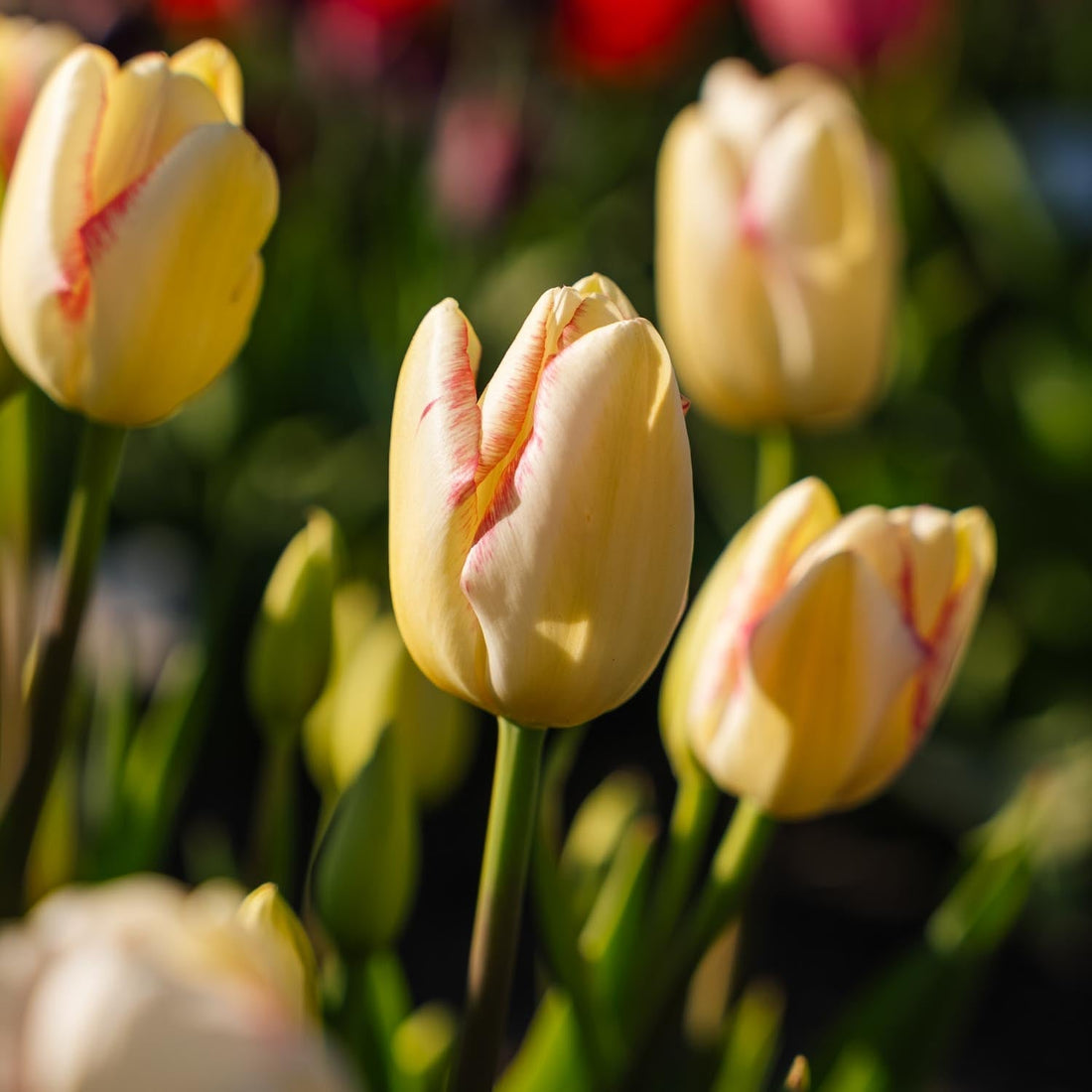 Tulipe 'Graceland'